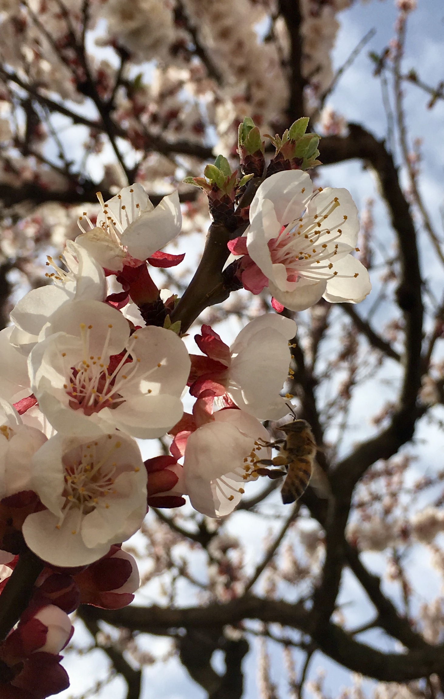 Fiori di albicocco